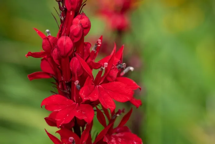 Close up of a red cardinal flower (lobelia cardinalis) in bloom