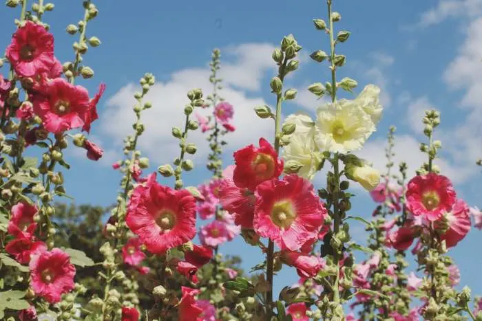 Colorful hollyhocks, or 'Alcea' in bloom over the summer months