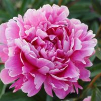 Pink peony