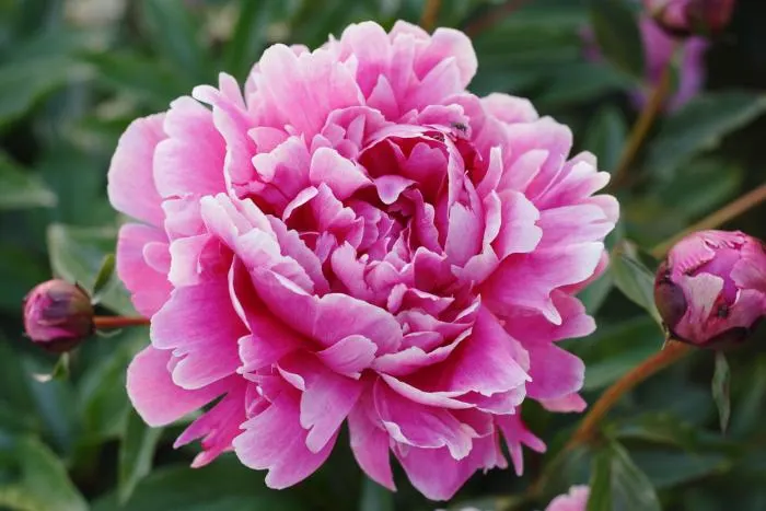 Gorgeous peony in a full bloom