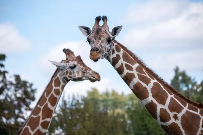 Visit giraffes at Como Zoo; one of the awesome things to do in North St. Paul, Minnesota