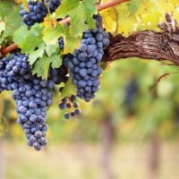Grapes on vineyard vine