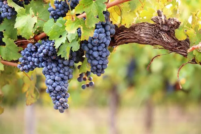 Large bunches of red wine grapes