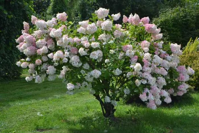Panicle hydrangea is one of the best perennials for Minnesota