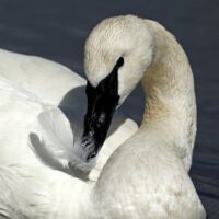Trumpeter Swan