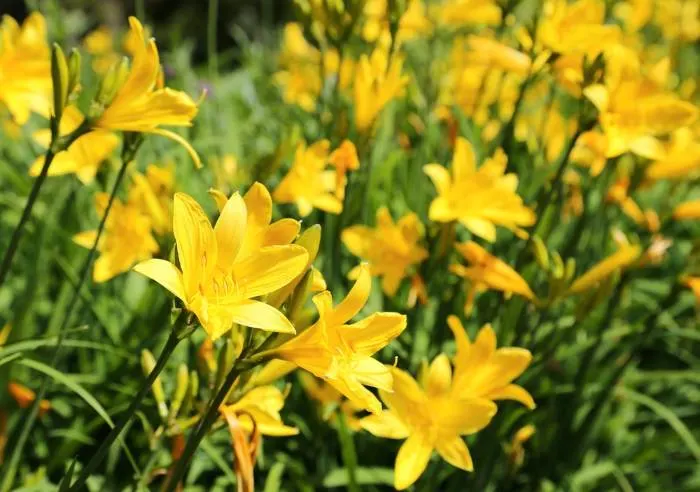 Add a pop of color to your garden with Yellow Day Lilies