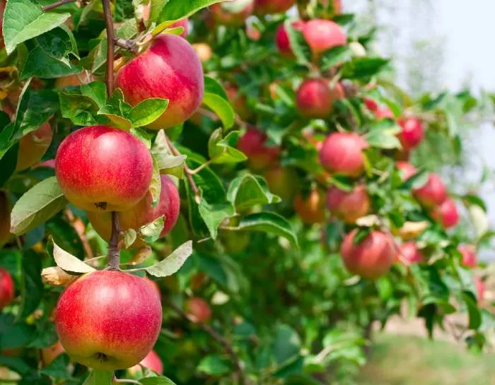 apple orchard with fresh apples

