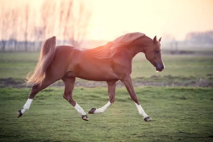 See a beautiful Arabian horse at one of the best things to do in Rogers, Minnesota
