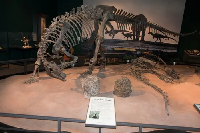 Beaked ornithischian dinosaur of the Late Jurassic period Science Museum of Minnesota exhibit.