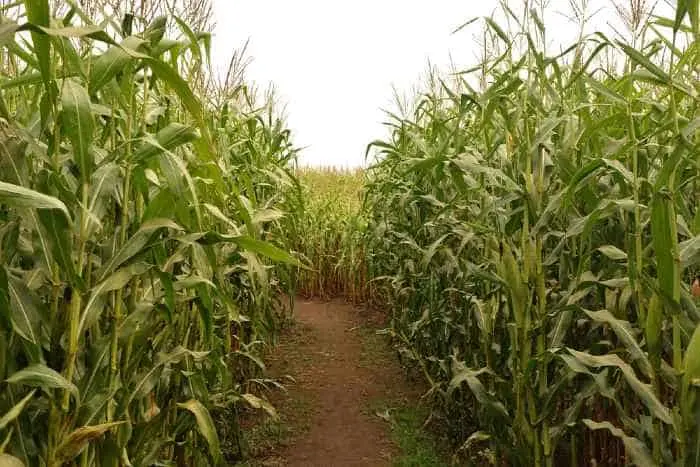Find your way through a corn maze at one of the great things to do in St. Michael, Minnesota