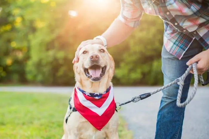 Man pets dog while out for a walk

