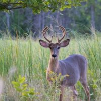 white-tailed deer male in summer