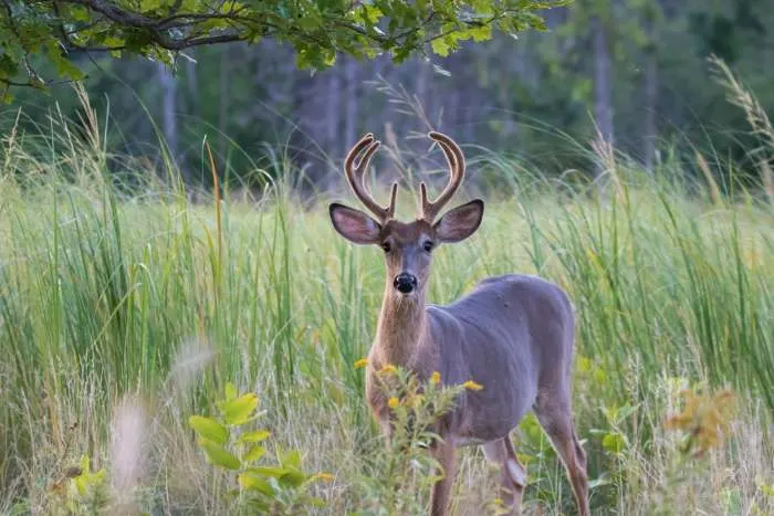 white-tailed deer male in summer
