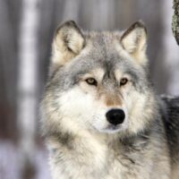 Wolf in Minnesota