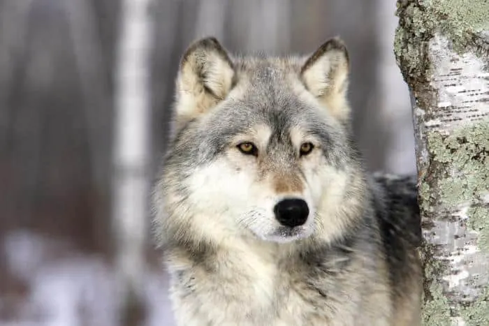 Wolf in Minnesota