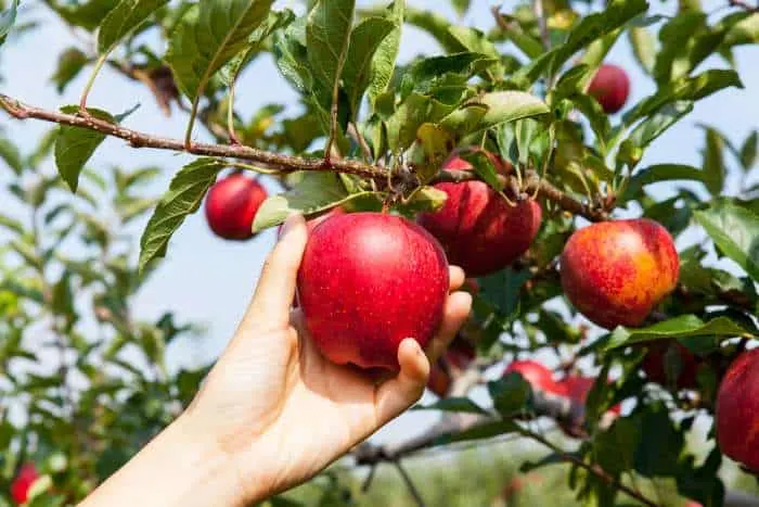 Pick some fresh apples at one of the best things to do in White Bear Lake, Minnesota