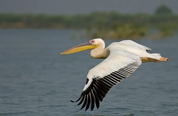 American White Pelican in flight
