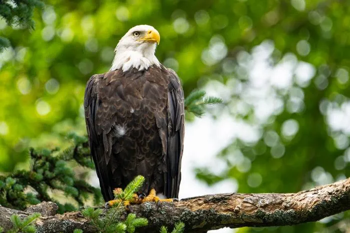Bald eagle perched high in a tree