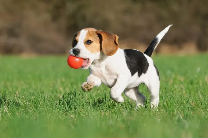 Beagle puppy running with red ball