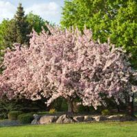 Beautiful flowering crabapple tree in Minnesota
