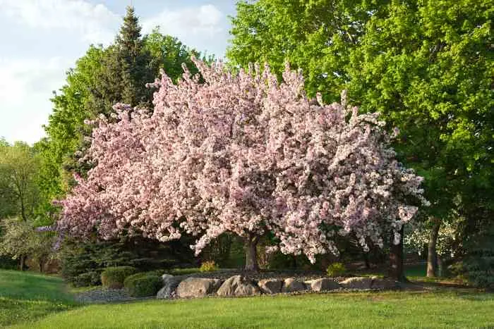 Beautiful flowering crabapple tree in Minnesota