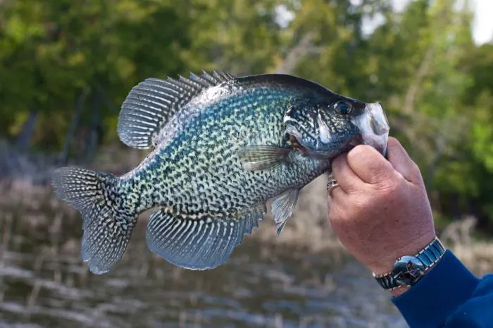 Crappie fishing at one of the best spots for shore fishing in Minnesota