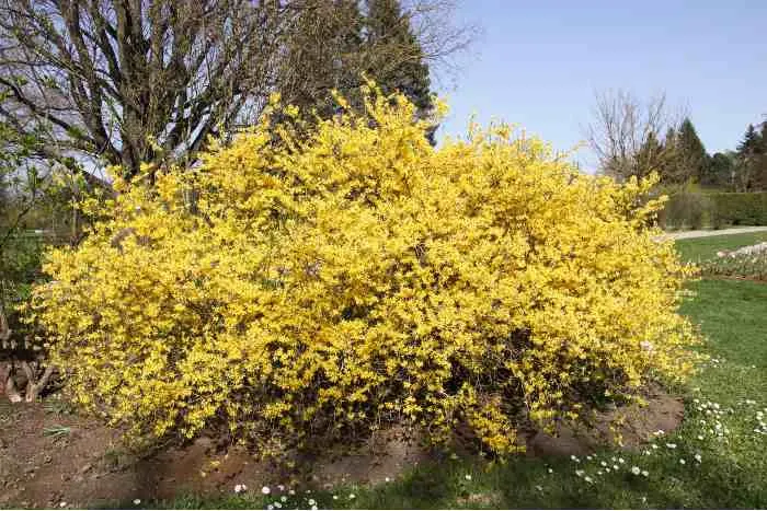 A blooming forsythia produces beautiful, bright, yellow flowers each year
