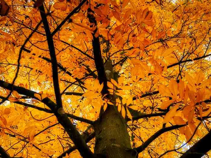 Carya Cordiformis Tree Leaves Changing Colour in Autumn