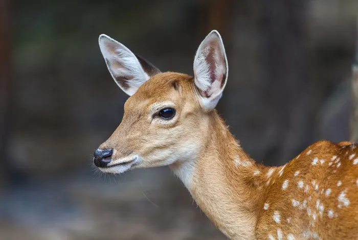 Young deer