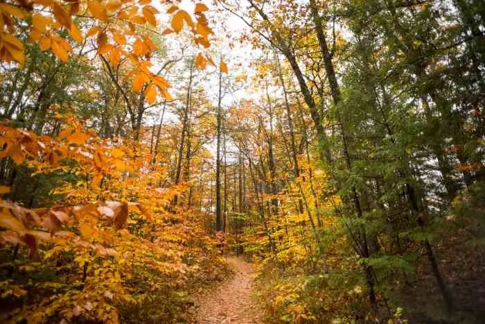 Hiking trail with fall leaves.
