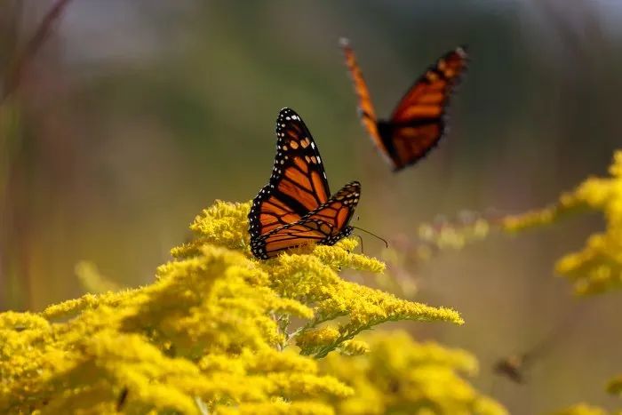 Monarch butterflies resting in a prairie
