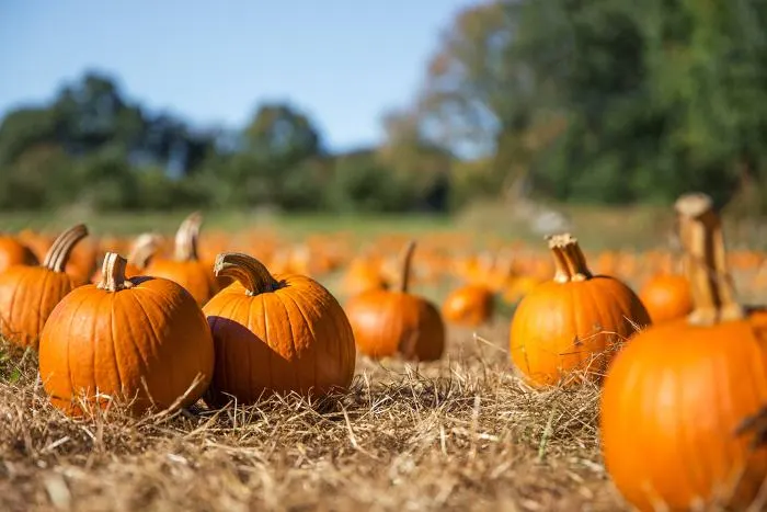 Have a fall-tastic time picking pumpkins at one of the best things to do in Fairmont, Minnesota