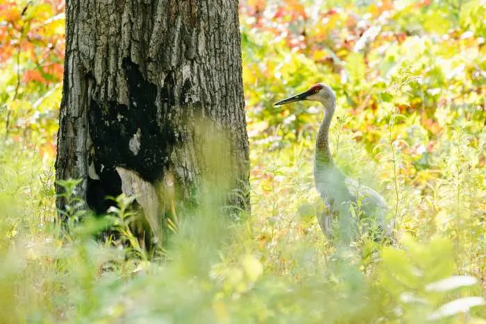 Side view of a sandhill crane walking through tall grass