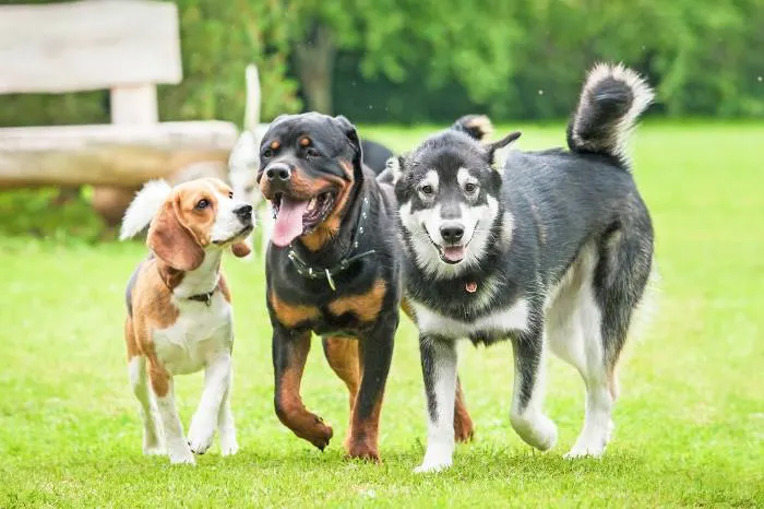 Unleash the hounds at one of the best dog parks in Minneapolis