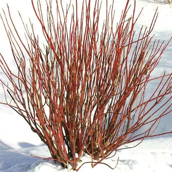 Arctic Fire Dogwood is one of the best shrubs for Minnesota Yards