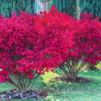 Burning Bush
