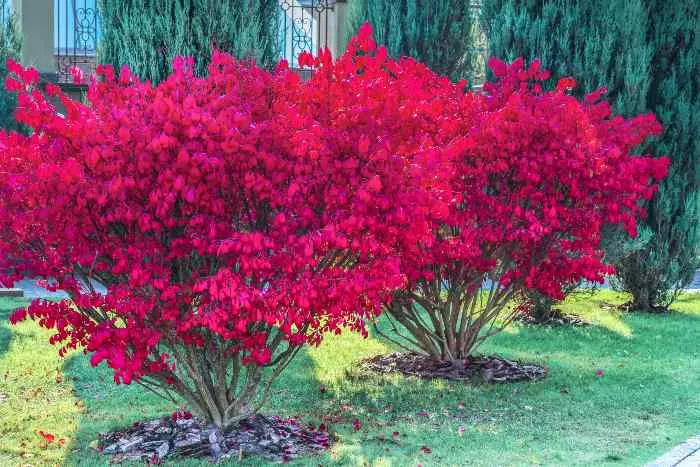 Beautify your landscaping with a burning bush, one of the best shrubs for Minnesota