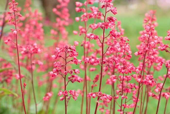 Uniquely preferring the shade, Coral Bells are one of the prettiest shrubs for Minnesota
