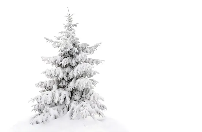 The weather tolerant Fir tree is one of the best trees to grow in Minnesota 