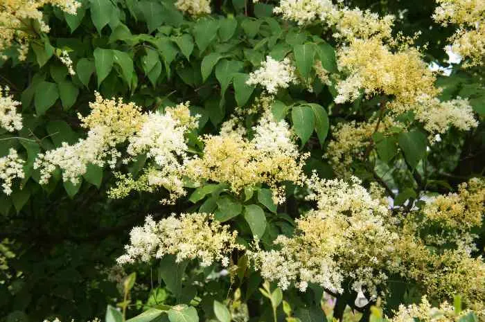 The Japanese tree lilac in bloom; one of the best trees to grow in Minnesota