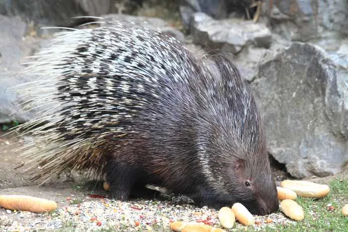 Feed a porcupine at the Sustainable Safari; one of the great things to do in North Branch, Minnesota