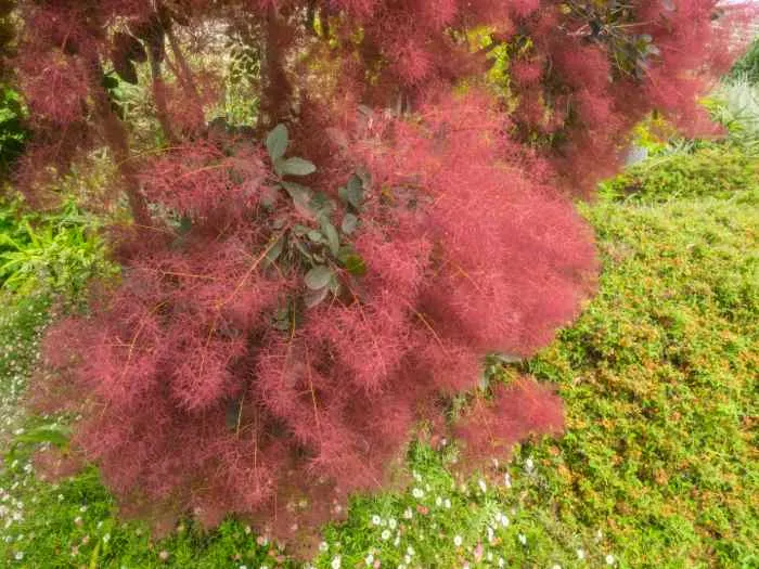 Enjoy the unique smokey plumes from a Smoke Bush; one of the best shrubs for Minnesota yards