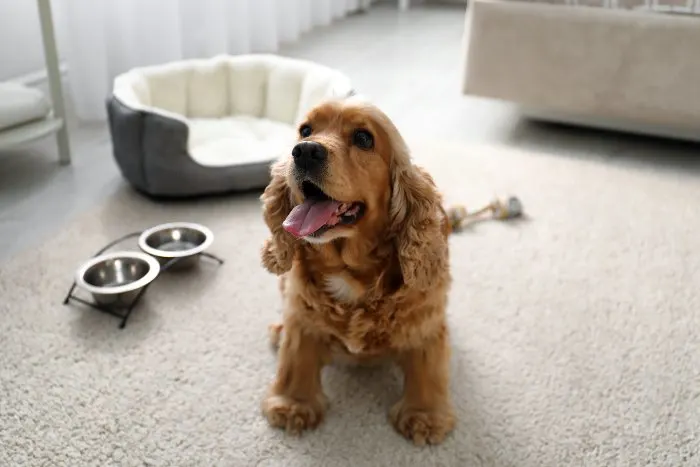 Dogs sitting in hotel room. Dog friendly hotels in Minneapolis