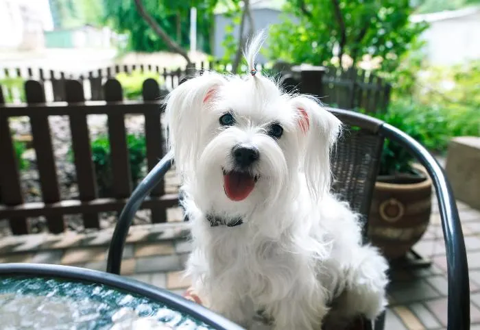 Dog-friendly patios in Minneaplois