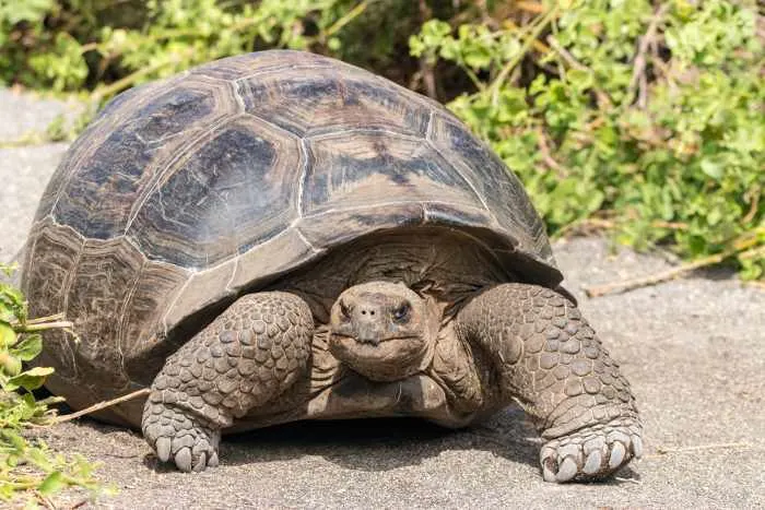 Close up portrait of a wild Galapagos Tortoise on the Galapagos Islands