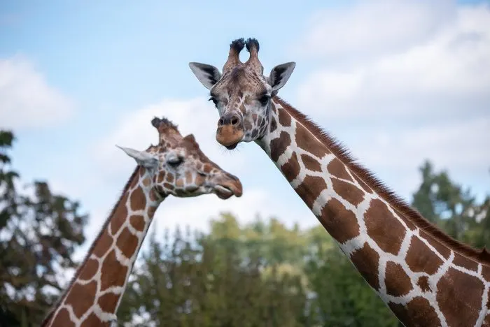 Giraffes at the Como Zoo on a Beautiful Day