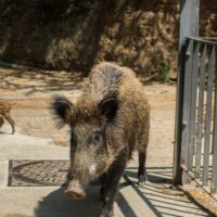 Wild boar and its young