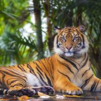 Bengal Tiger