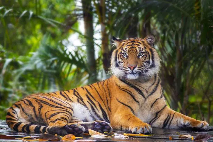beautiful Bengal tiger 