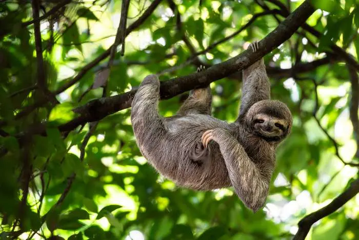 Cute sloth hanging on tree branch